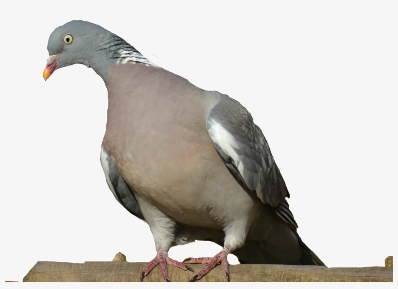 Scrap Digital, transparent png download