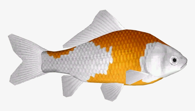 Common Goldfish 13 - Anemone Fish, transparent png download