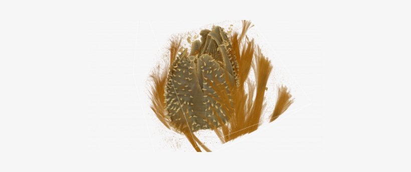 A Micro-ct Scan Of A Sponge Barnacle Inside Its Host - Western Australian Museum, transparent png download