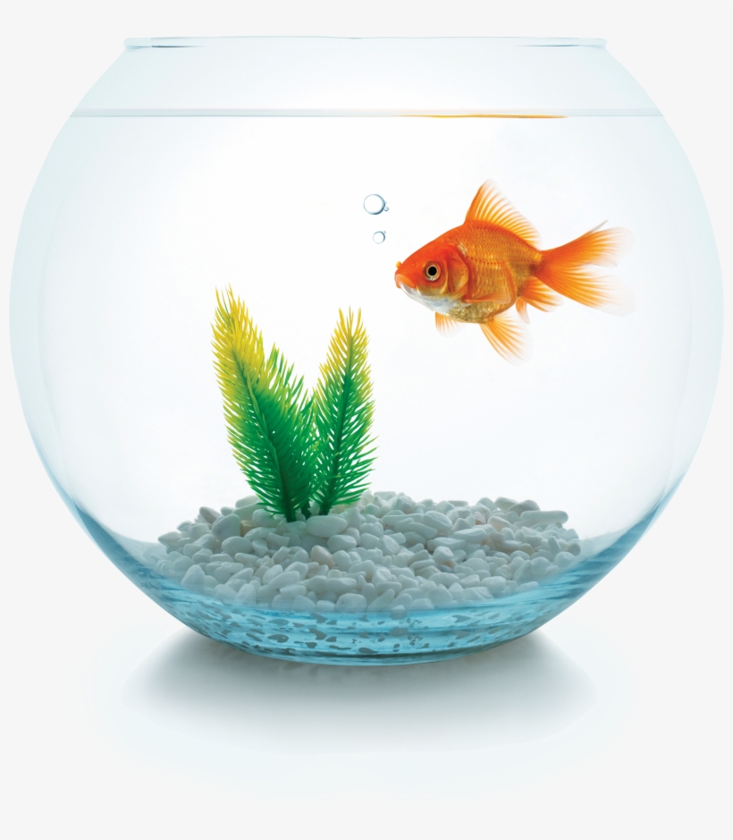 How Many Estate Agents Would Give Your Goldfish A Home - Hulk Aquarium Ornament By Fetch, transparent png download
