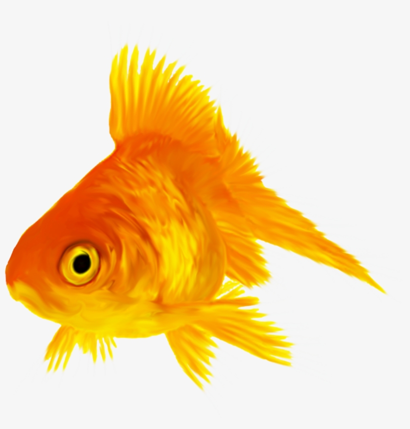 Sea, transparent png download