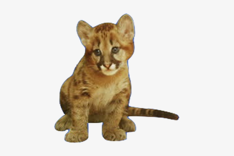 Vector Library Stock About Nohomedanimals Picture - Real Baby Lion Png, transparent png download