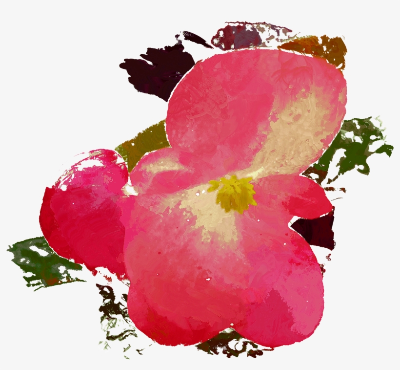 Impatiens, transparent png download