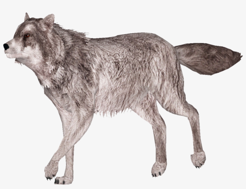 Gray Wolf 8 - Lobo Para Photoshop, transparent png download