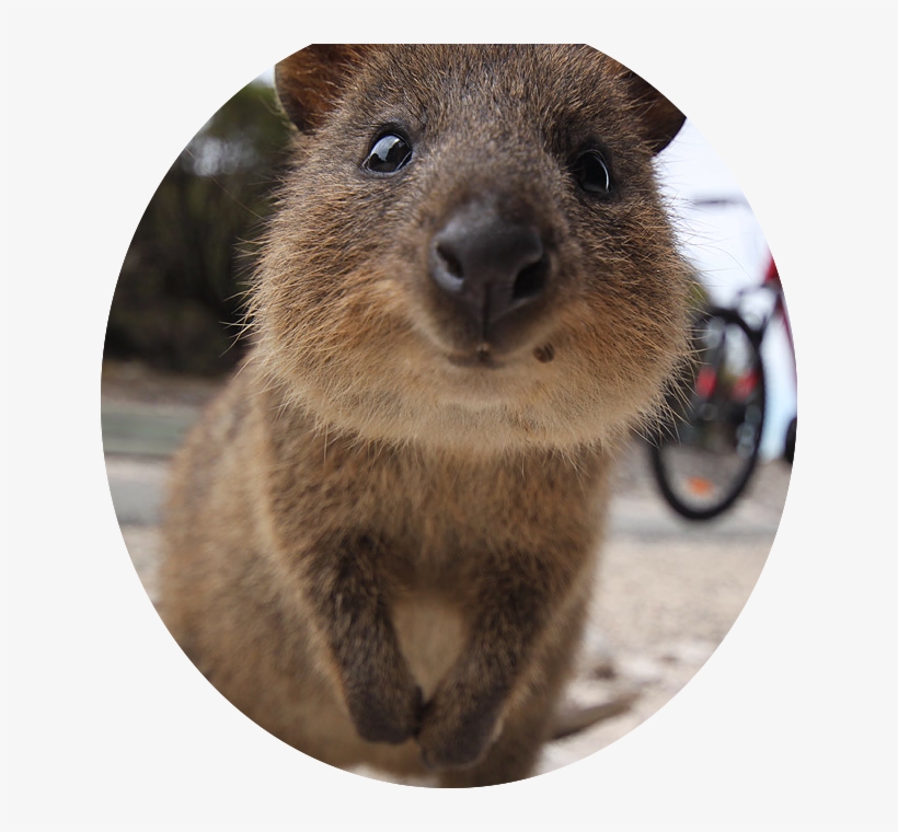 Quokka - Only Animal That Doesnt Want To Kill You In Australia, transparent png download
