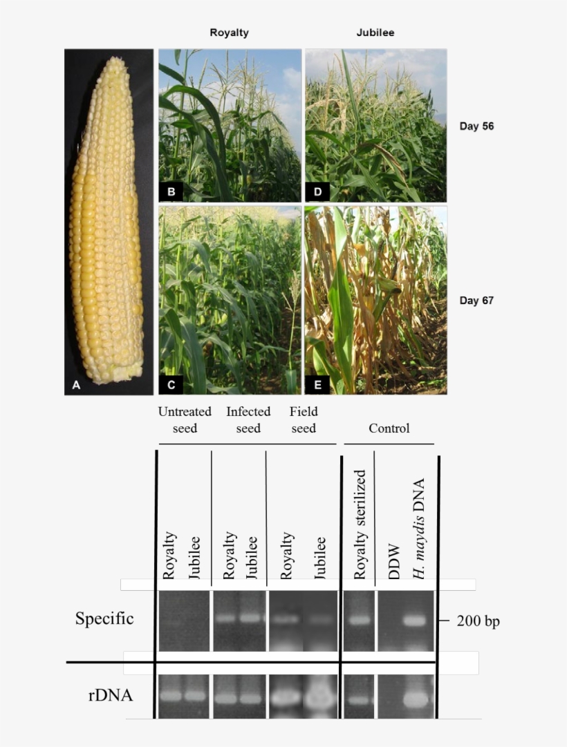 Royalty And Jubilee) In A Kibbutz Hulata, Israel Maize - Cash Crop, transparent png download