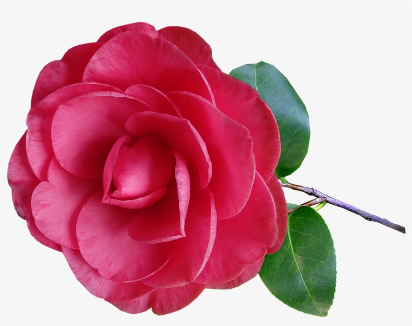 Camellia, Flower, Stem, Pink, Garden, Nature - Camellia, transparent png download