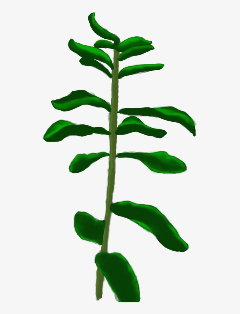 Milkweed - Tree Transparent PNG - 722x1080 - Free Download on NicePNG