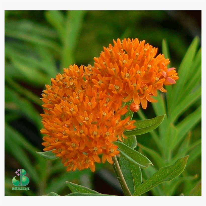 Asclepias Tuberosa - Butterfly Milkweed, transparent png download