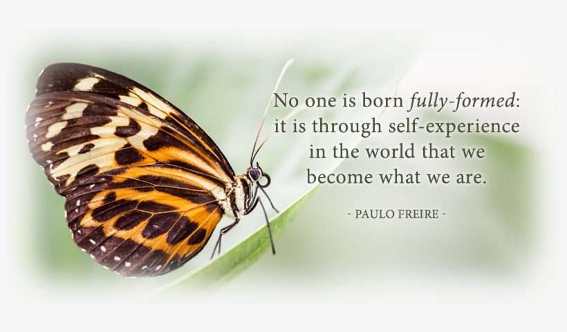 Butterfly, transparent png download