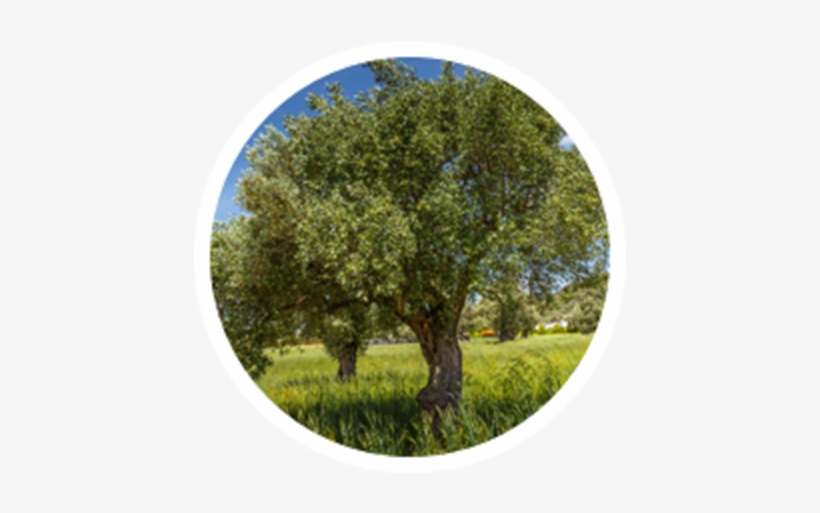 Olive - Grass, transparent png download