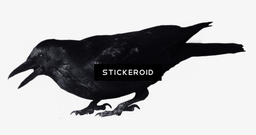 Crow - Portable Network Graphics, transparent png download