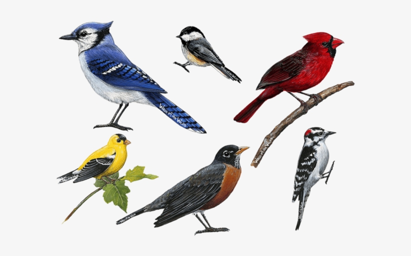 Bird Wall Decals, transparent png download