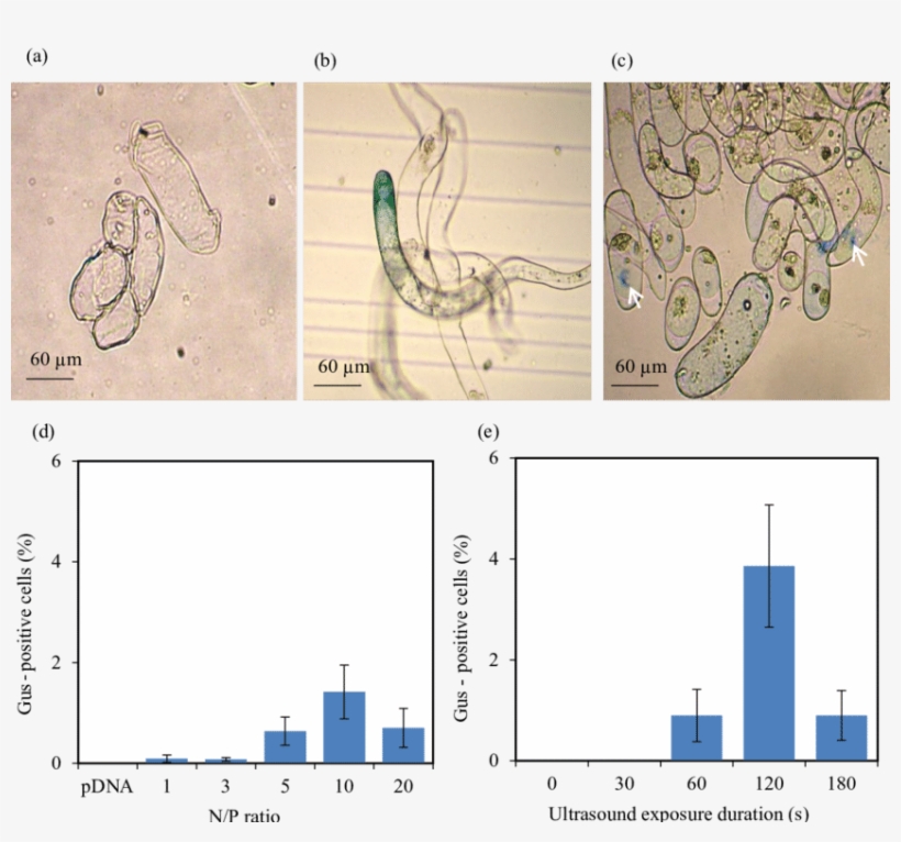 Untreated (control) Alfalfa Cells And (b And C) The, transparent png download