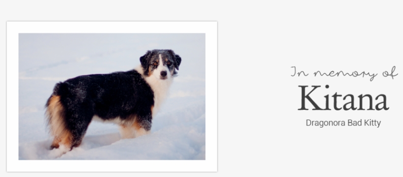 Bernese Mountain Dog, transparent png download