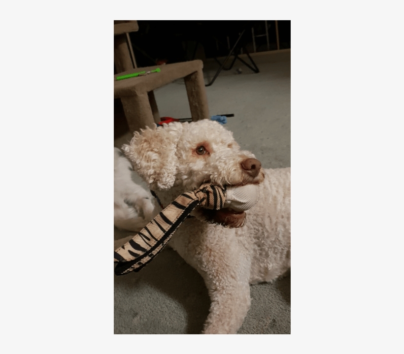 Photo Of Teddy - Dog, transparent png download