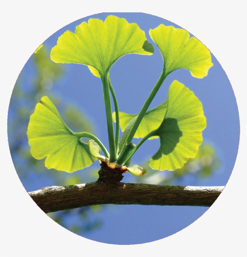 Circel-ginkgo Biloba - Living Fossil Ginkgo Biloba, transparent png download