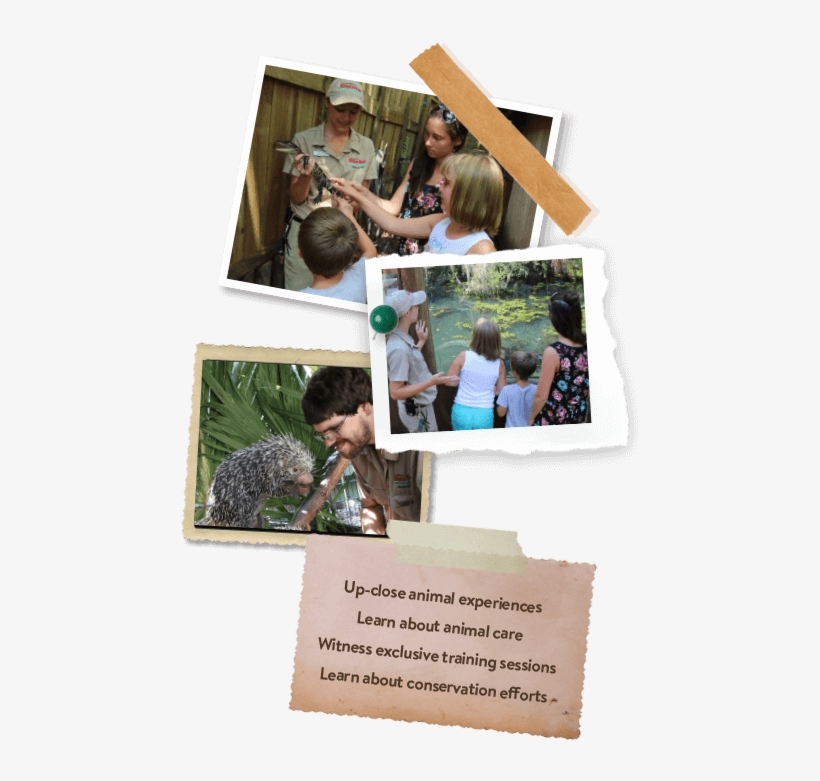 St. Augustine Alligator Farm Zoological Park, transparent png download