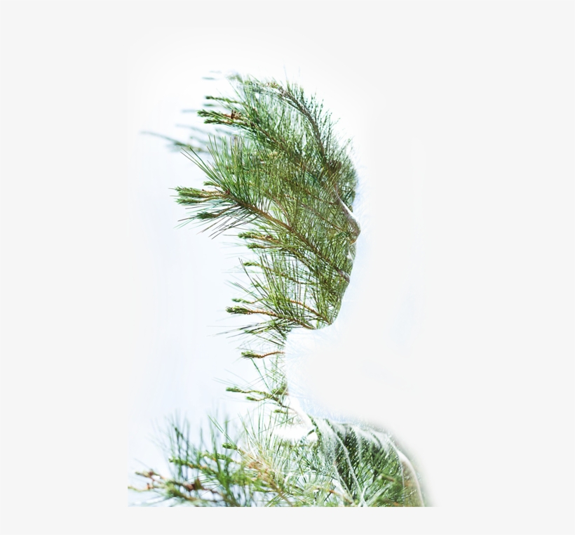 Human-tree - Pond Pine, transparent png download
