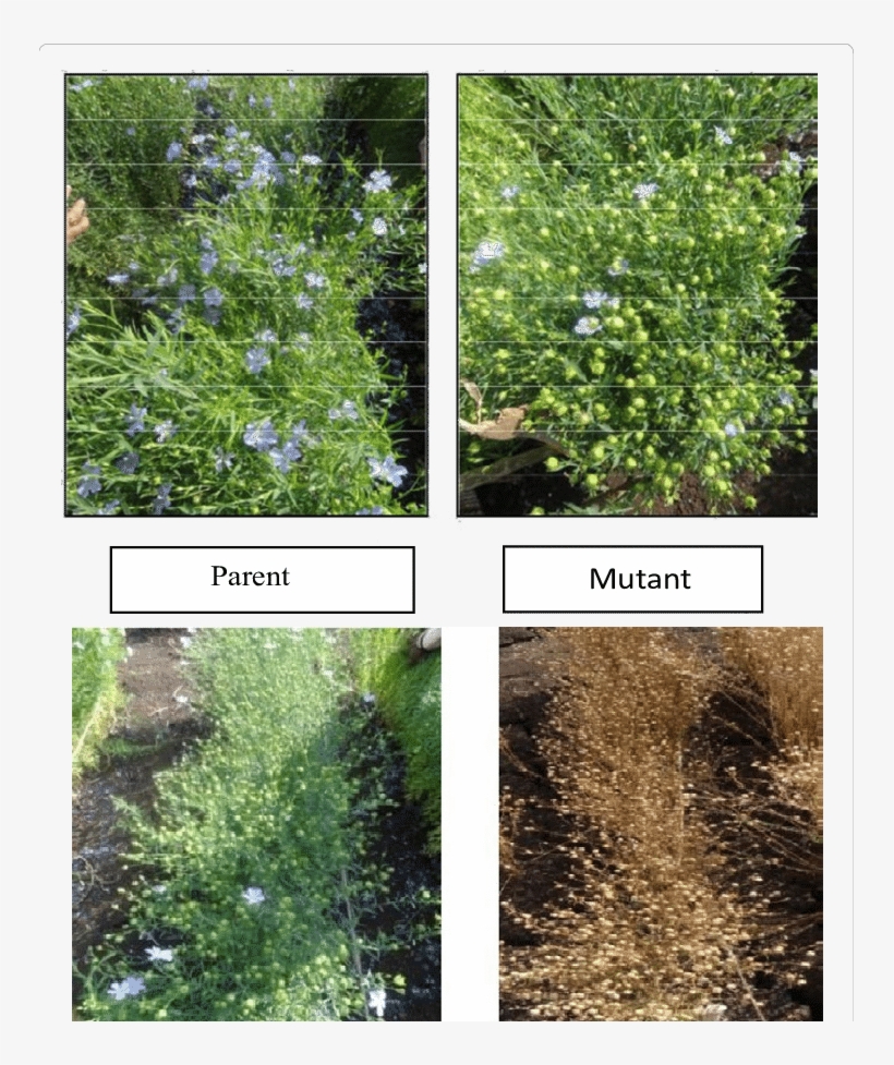 Variation For Flowering Time And Maturity Between The - Buttonbush, transparent png download