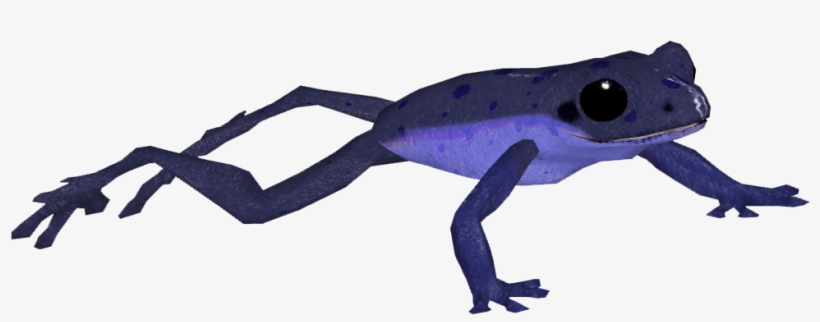 Blue Poison Frog, transparent png download