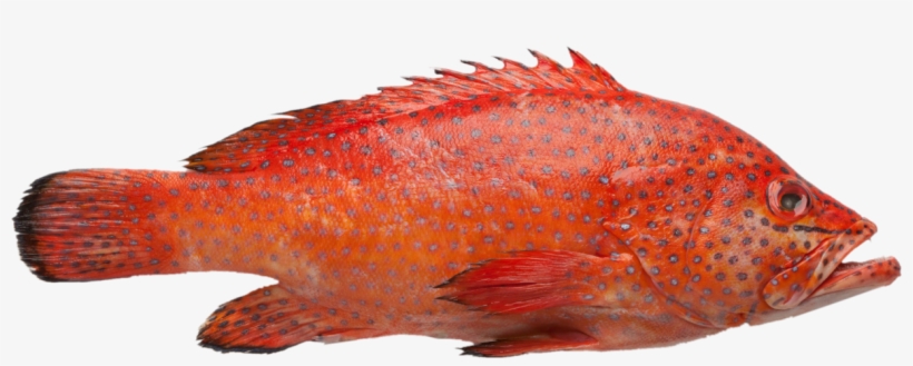 Grouper Fish Png - Reef Cod, transparent png download