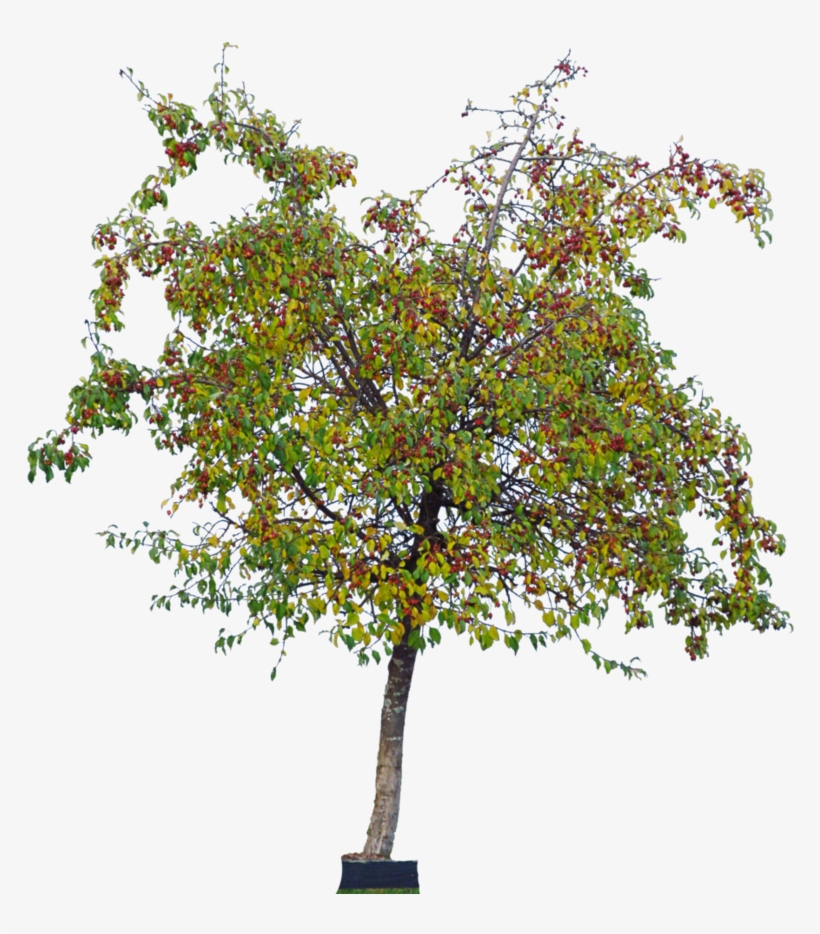 Tree, transparent png download