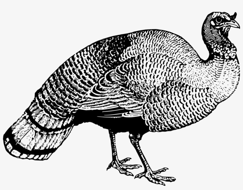 Chicken Meleagrididae Bird Landfowl Drawing - ציור של תרנגול הודו, transparent png download