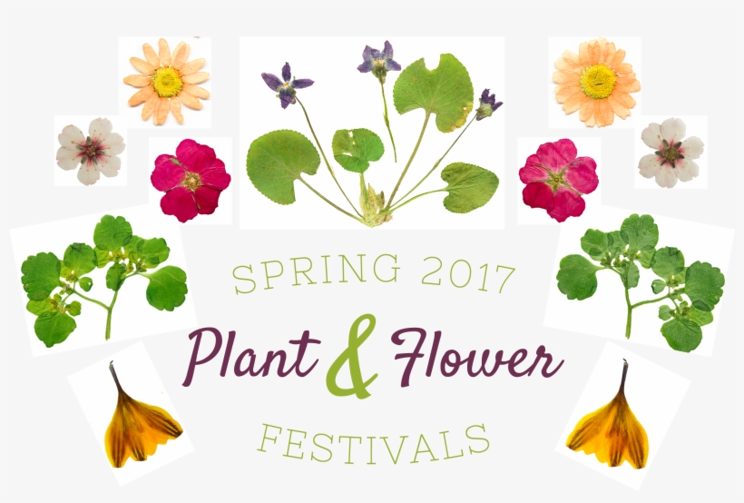 Spring 2017 Plant & Flower Festivals With Flower And - Festival, transparent png download