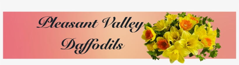 Daffodil Dreams - Standard - Fall Flowers, transparent png download