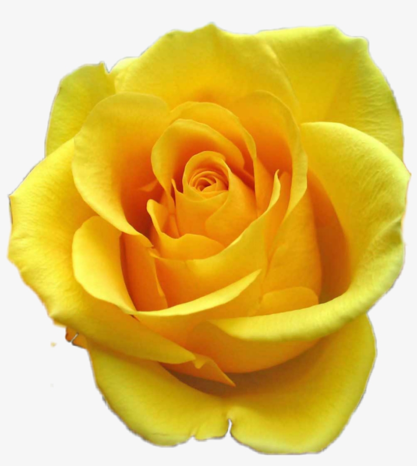 Green Rose, transparent png download