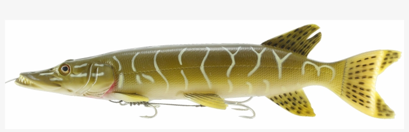 Sg 3d Line Thru Pike 30cm 210g - Savage Gear 3d Line Thru Pike - 30cm, 210g, Pike, transparent png download