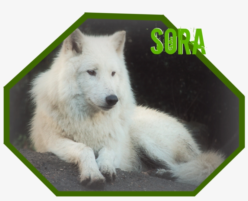 Sora Wolf Banner-1 - Greenland Dog, transparent png download