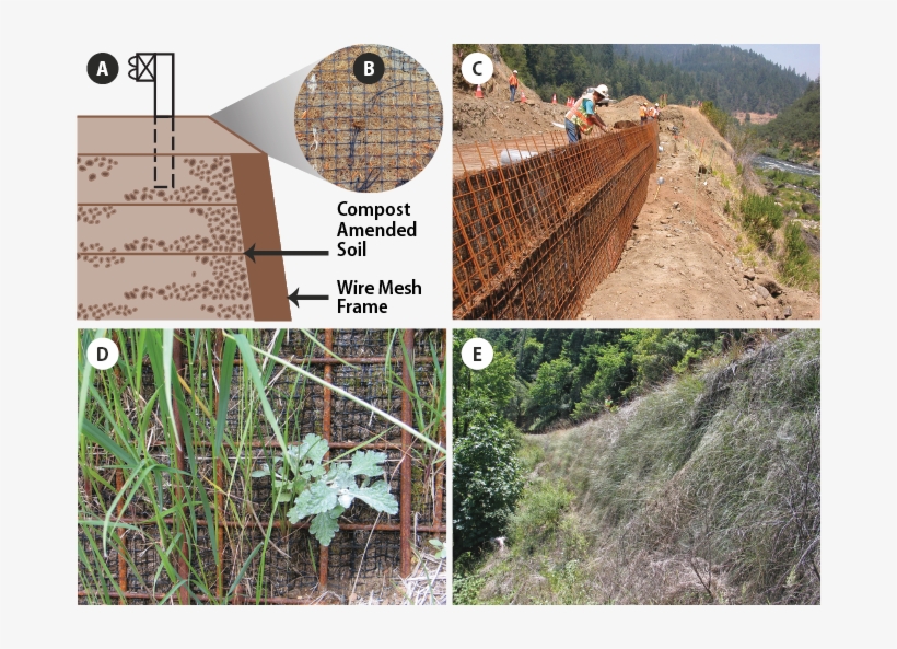 July 2006, Three Years Later, Fully Vegetated And Effectively - Tree, transparent png download