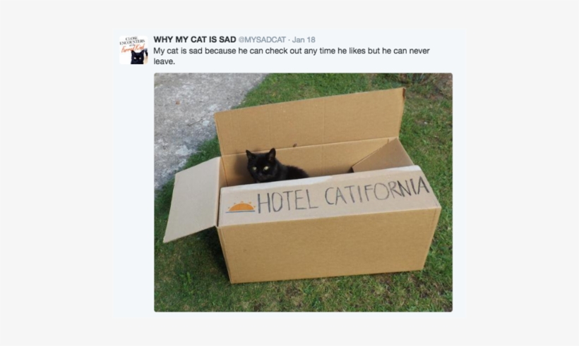 Sad Cat - Hysterical Animal Pictures With Captions, transparent png download