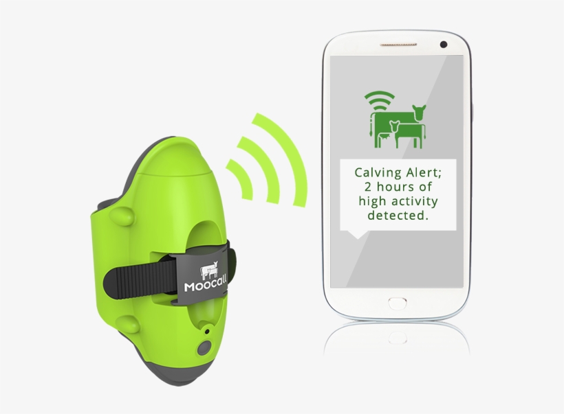 Device Allows Cows To Text Farmers - Moocall Sensor, transparent png download