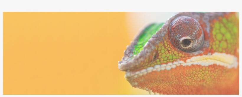 Slide Background - Chameleon Learn To Adapt, transparent png download