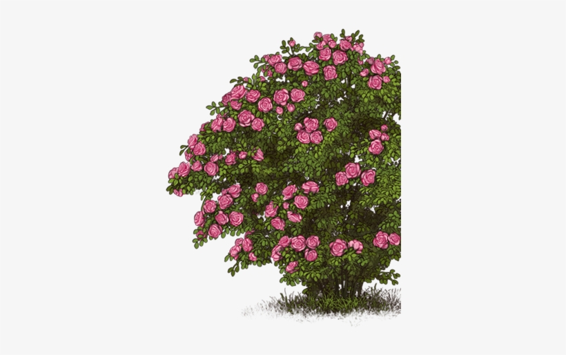 Petunia, transparent png download