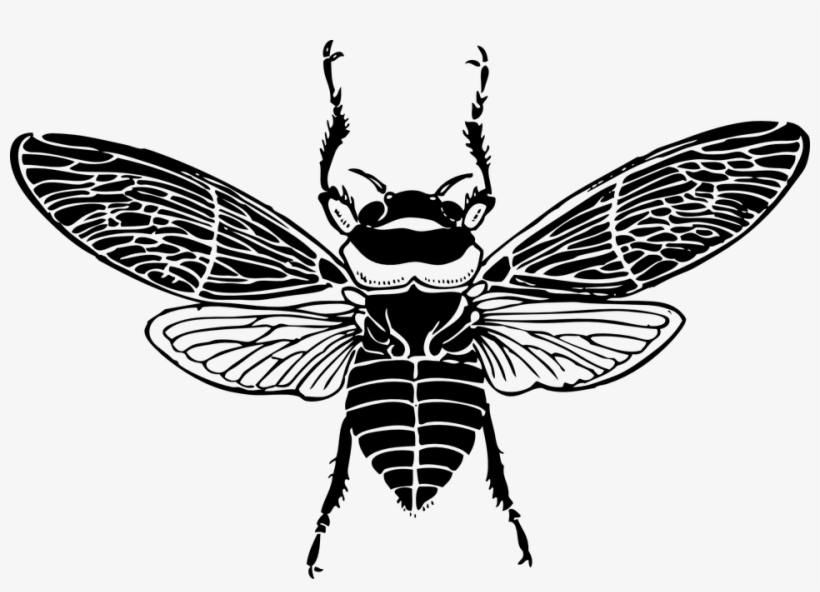 Top, Bee, Wings, Insect, Honey, Silhouette, Bug - Bee Wings Clip Art, transparent png download