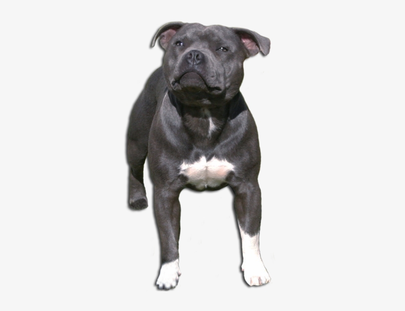 Om Staffordshire Bullterrier - Terrier, transparent png download