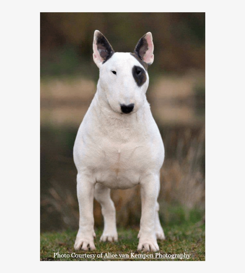 Vandret4 Lodret4 - Bull Terrier Ingles 1 Año, transparent png download