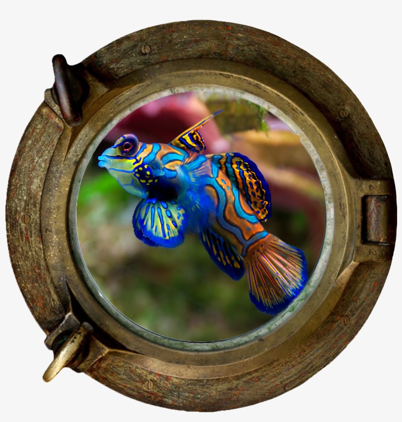 Dragonets, transparent png download