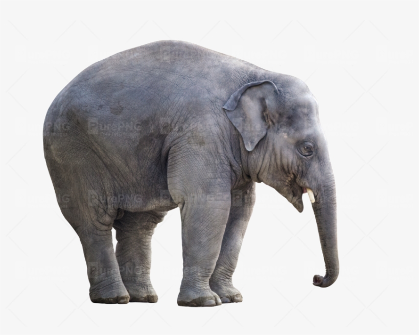 Big Elephant Png Png Image Purepng Free Transparent - Asian Elephant Png, transparent png download