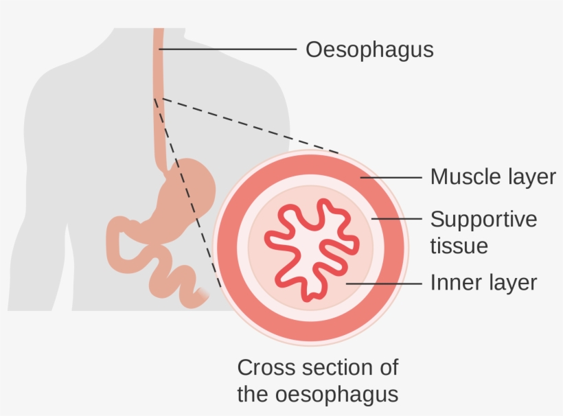 Open - Cross Section Of Oesophagus, transparent png download