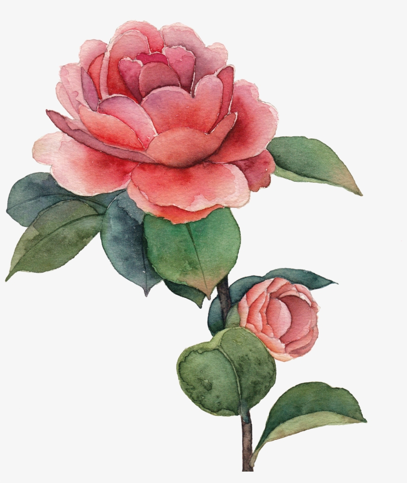 Watercolor Painting Drawing Centifolia Roses - รูป สี น้ำ ดอกไม้, transparent png download