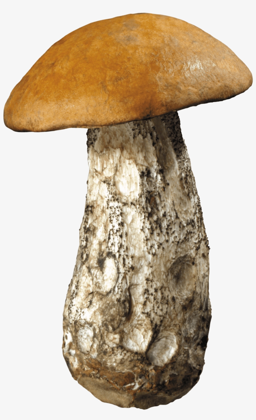 Flower Png - Mushroom Png, transparent png download