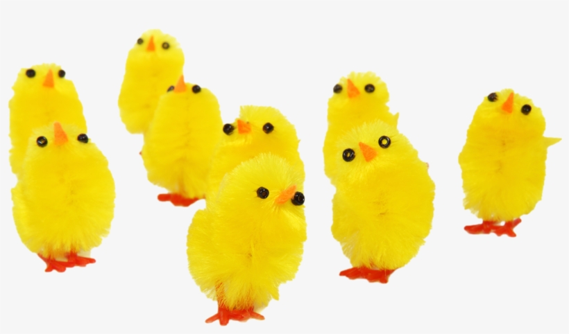 Easter Png Images And Clipart Pictures - Happy Birthday Baby Chicks, transparent png download