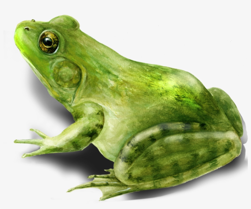 Lisa Mclaughlin's Detailed Wildlife Watercolors - Bullfrog Shower Curtain, transparent png download