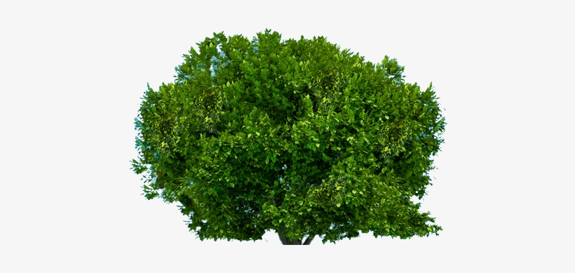 Tree Top - Stories That Have Shaped My Life & Ministry By, transparent png download