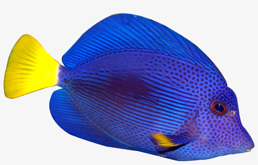 Blue Fish Png Transparent Image - Clip Art, transparent png download